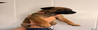 Belgian Shepherd Dog Puppy 2