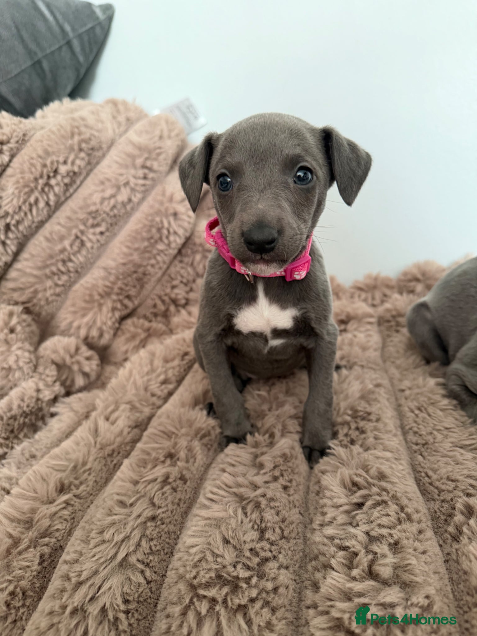 Whippet dogs STUNNING BLUE WHIPPET PUPS KENNEL CLUB REGISTERED  - Advert 2