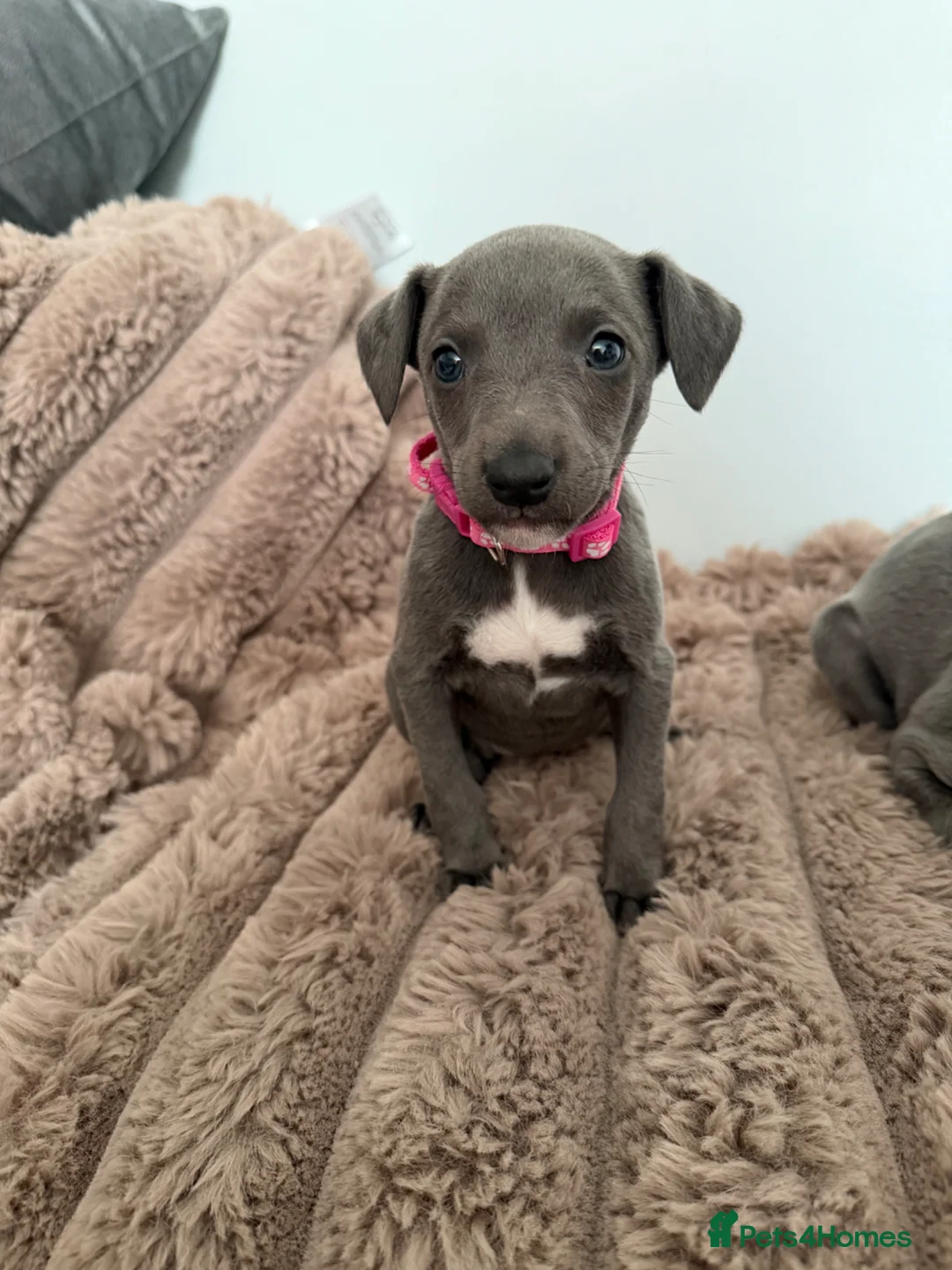 Whippet dogs for sale: STUNNING BLUE WHIPPET PUPS KENNEL CLUB REGISTERED  - Advert 2