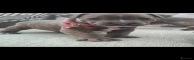 Staffordshire Bull Terrier Puppy 1
