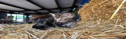 Mixed Breed cats for sale: Gorgeous little litter of friendly kittens - Advert 4