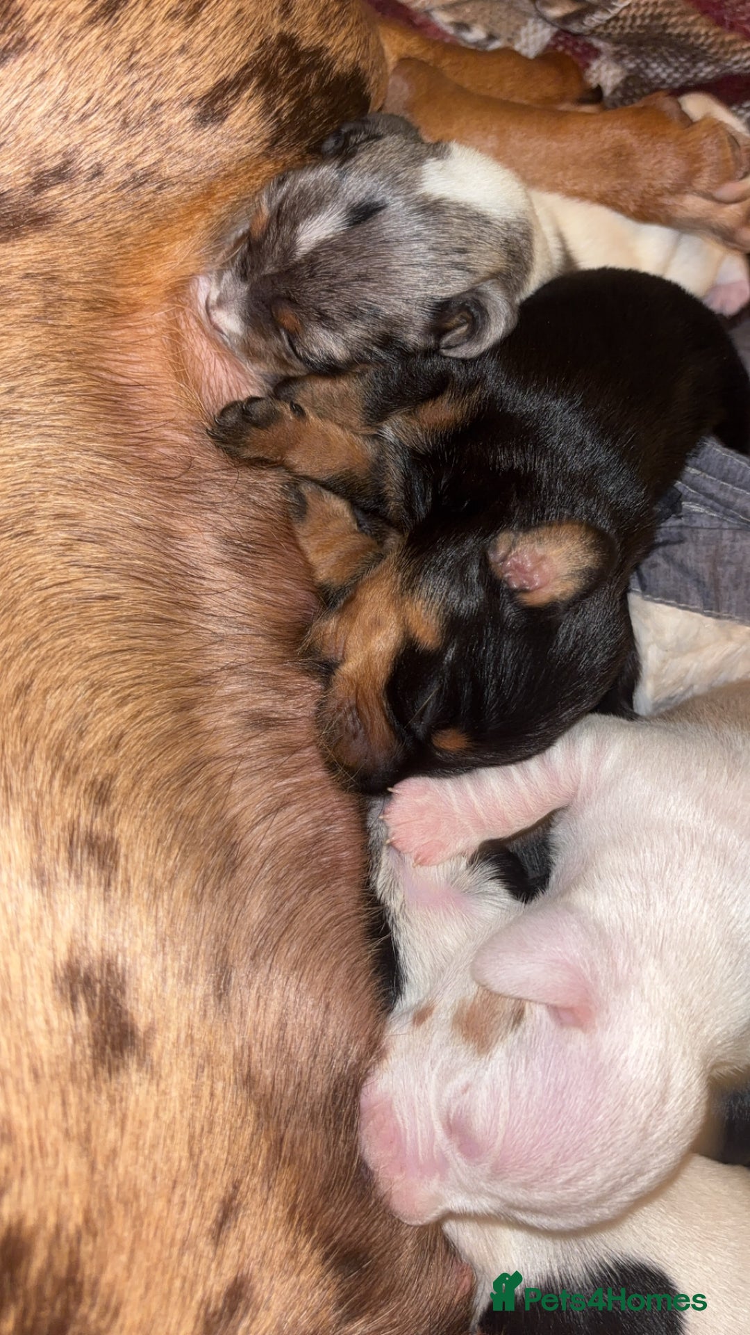 Dachshund dogs for sale: Dachshund-miniature  - Advert 8