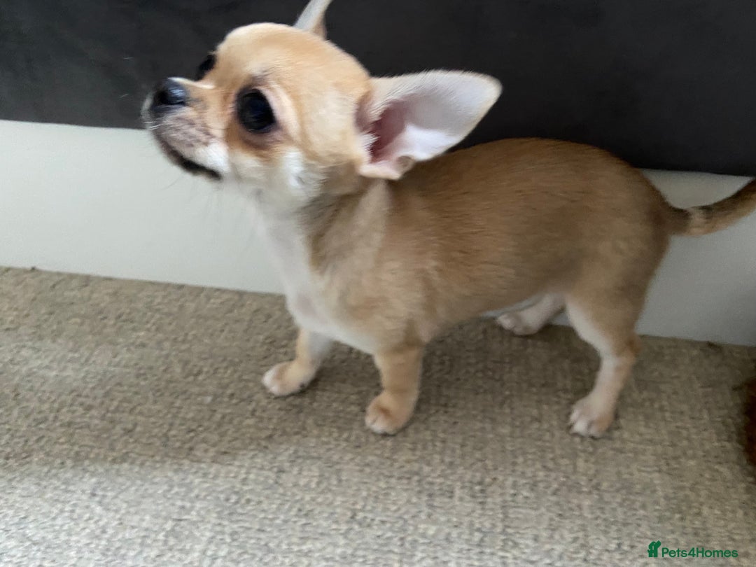 Chihuahua dogs for adoption: Adorable and cute Chihuahua Boy 12 wks - Advert 5