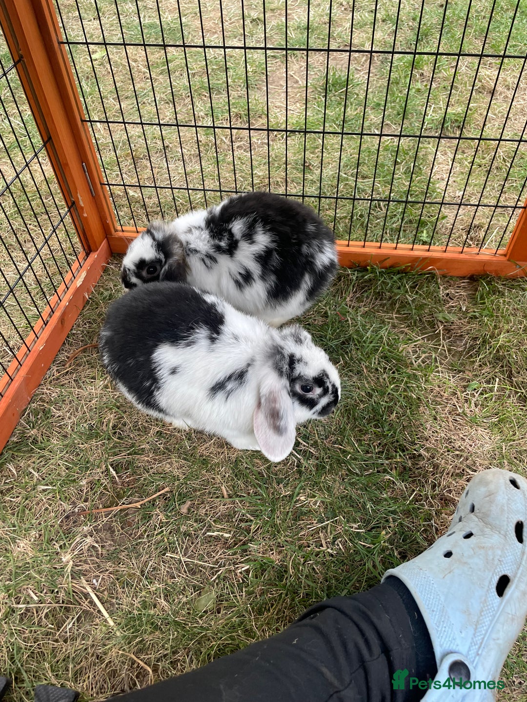 Mini Lop rabbits for sale: Beautiful Mini Lop Babies - Image 3