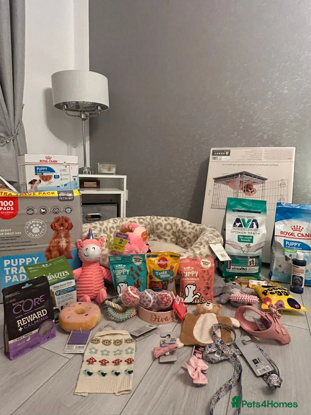 Miniature Dachshund dogs for sale: Miniature Tiny Chocolate Girl Dachshund  - Advert 4