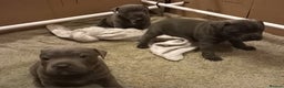 Staffordshire Bull Terrier dogs for sale: Beautiful Staffordshire Bull Terrier puppies - Advert 7