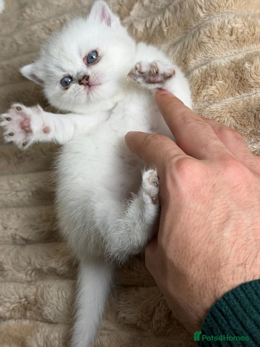 British Shorthair cats for sale: British cats - Advert 3