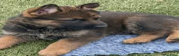 German Shepherd dogs for sale: K.C. reg GSD pups - Advert 7
