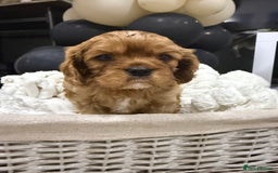 Cavalier King Charles Spaniel dogs for sale: ONE RUBY BOY LEFT Cavalier King Charles  - Image 17