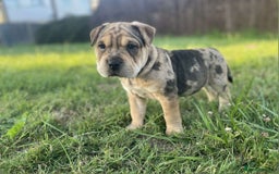 Mixed Breed dogs for sale: Charlie (girl) - Advert 3