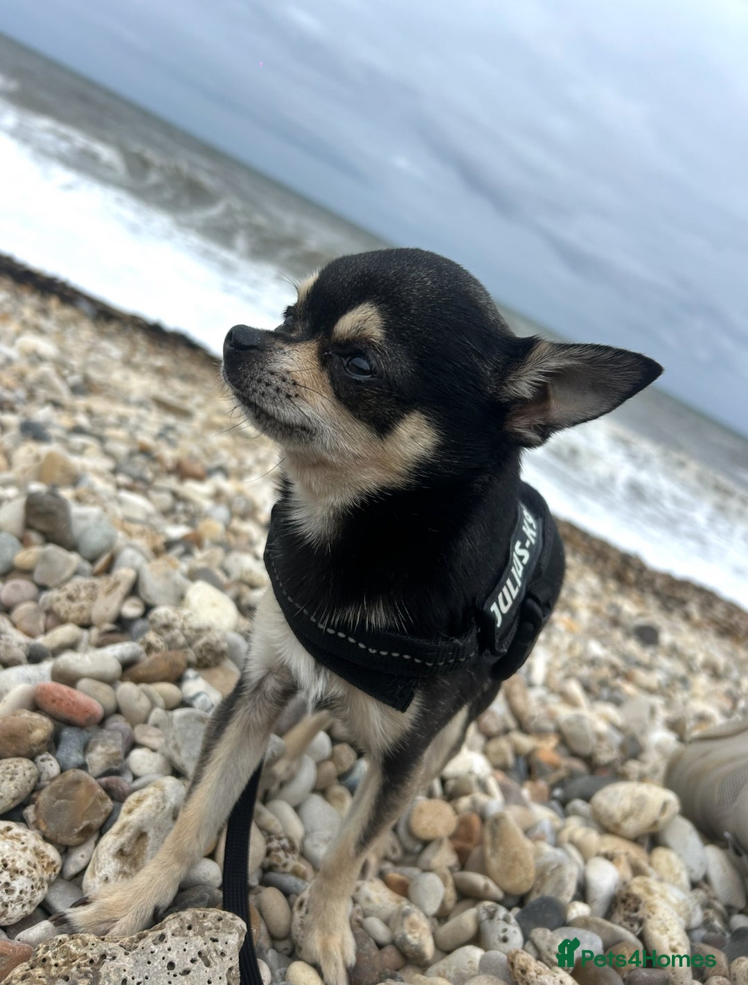 Chihuahua dogs for stud: Chihuahua Available for Stud - Advert 3