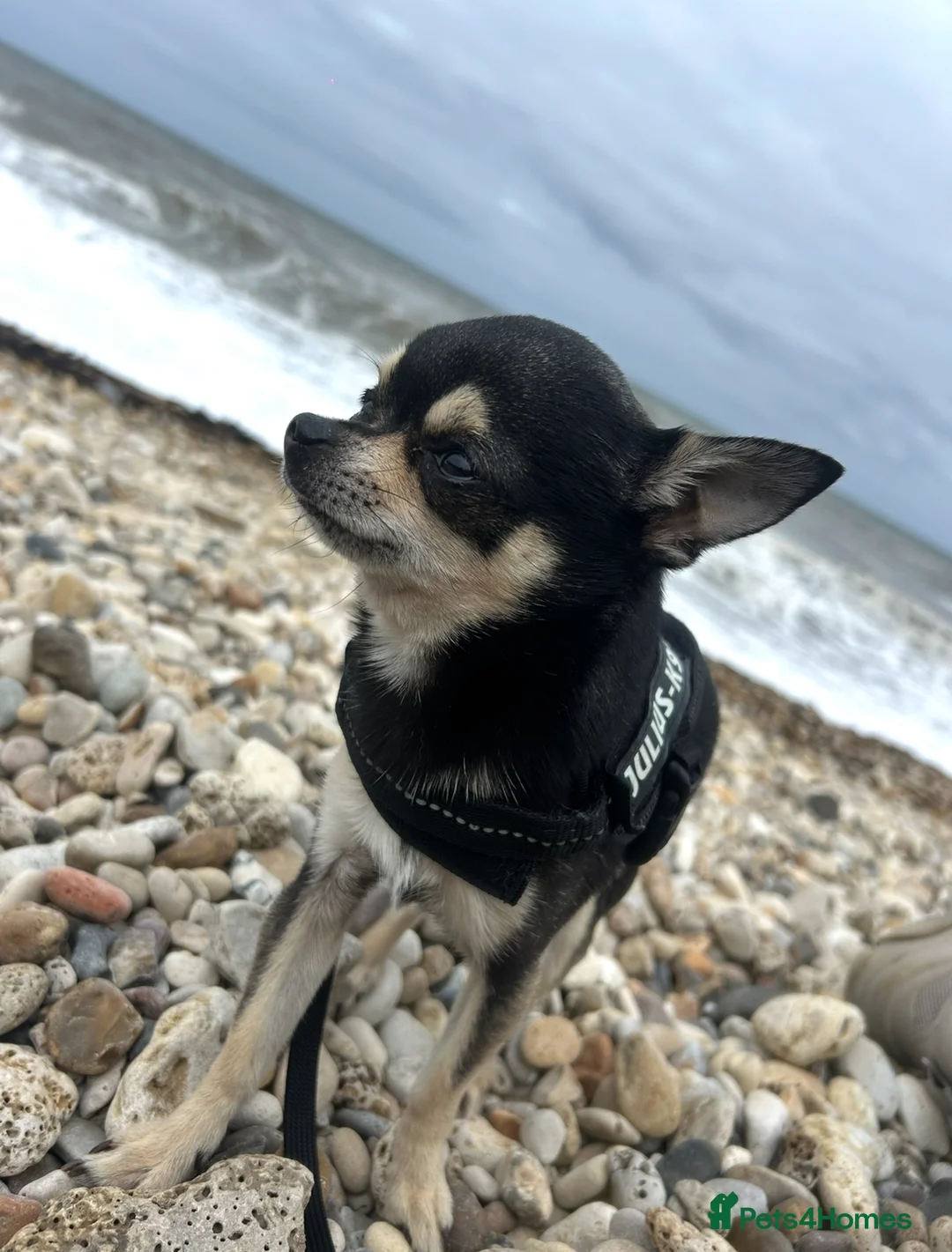 Chihuahua dogs for stud: Chihuahua Available for Stud - Advert 4