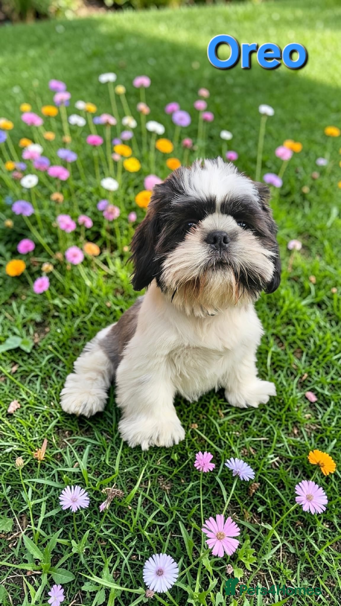 Shih Tzu dogs  💞 QUALITY STANDARD SHIH TZU COMING SOON💕 - Advert 7