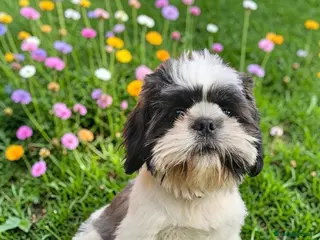 Shih Tzu dogs 💞 QUALITY STANDARD SHIH TZU COMING SOON💕 - Advert 5