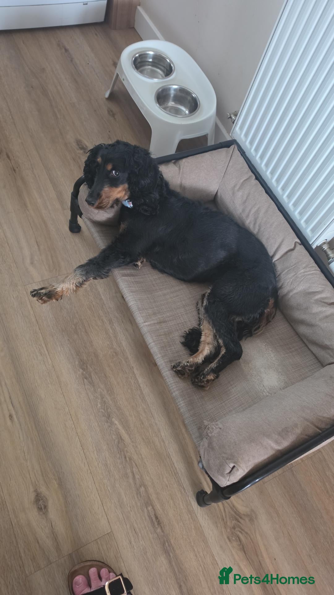 Cocker Spaniel dogs 3year old female cocker spaniel - Advert 5