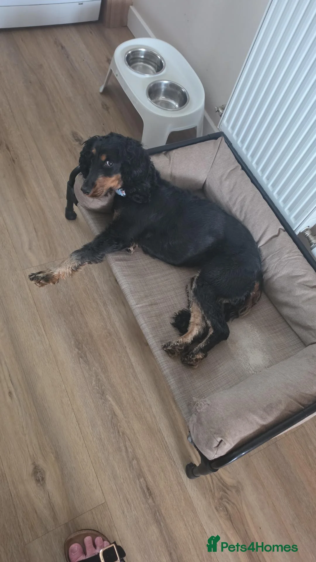 Cocker Spaniel dogs for sale: 3year old female cocker spaniel in Dundee - Advert 1