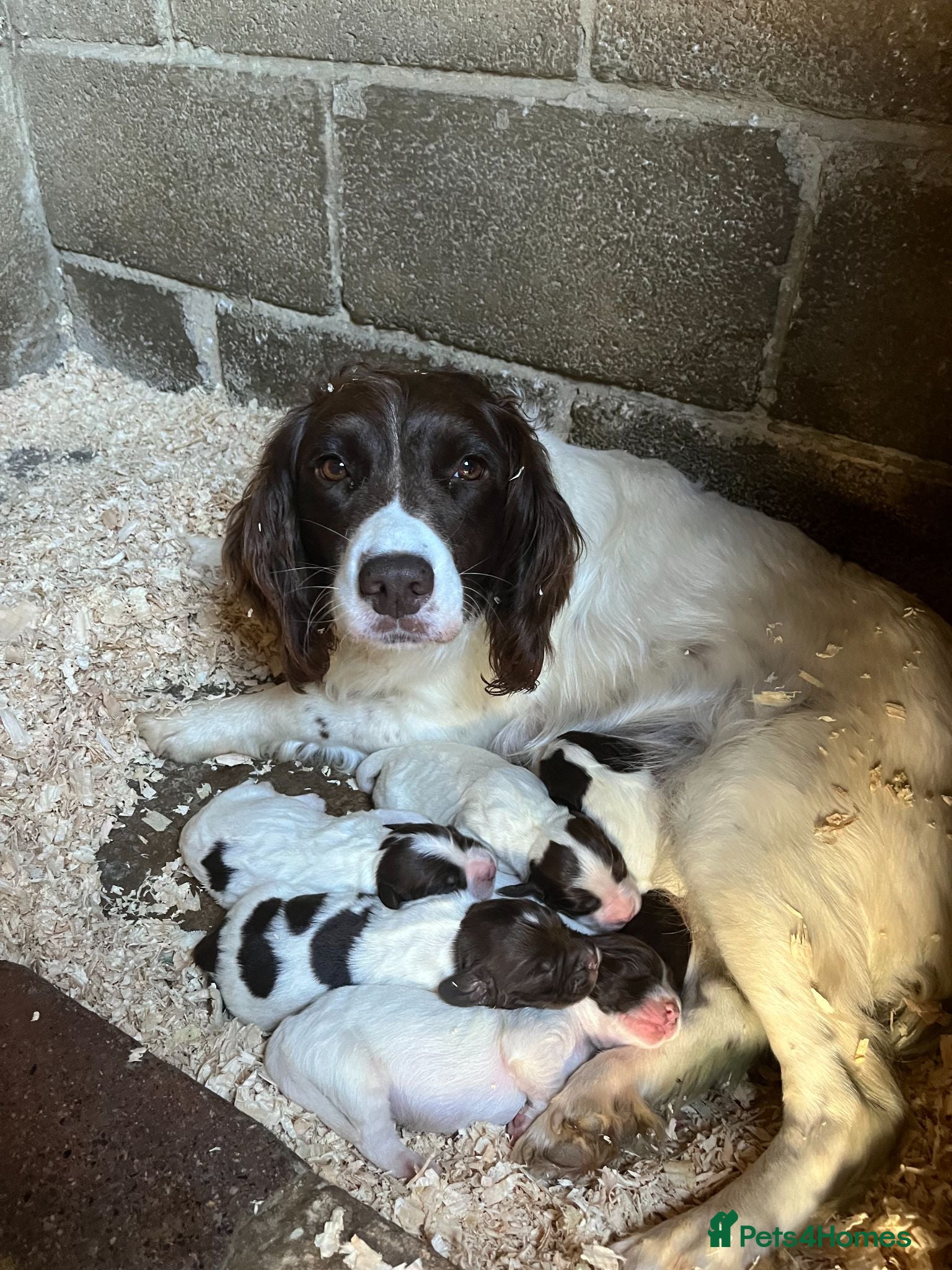 English Springer Spaniel dogs Springer Spaniel Puppies - Advert 1