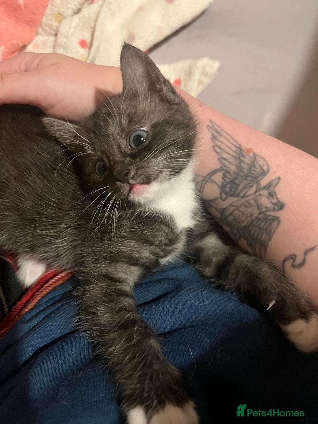 Mixed Breed cats for sale: Ragdoll x Bengal x Mau Kitten - Image 4