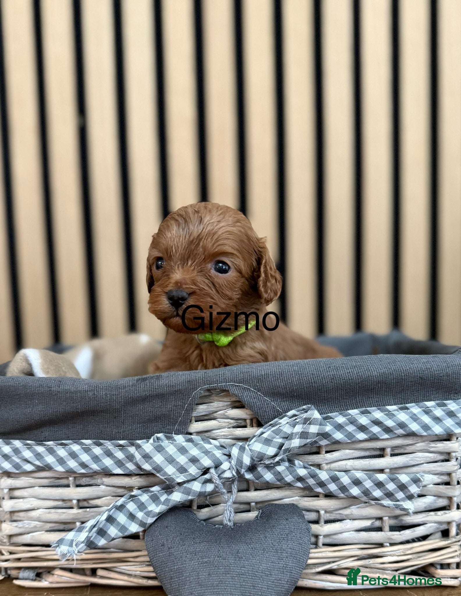 Cavapoo dogs for sale: Stunning F1 Ruby Red Cavapoos - Advert 12