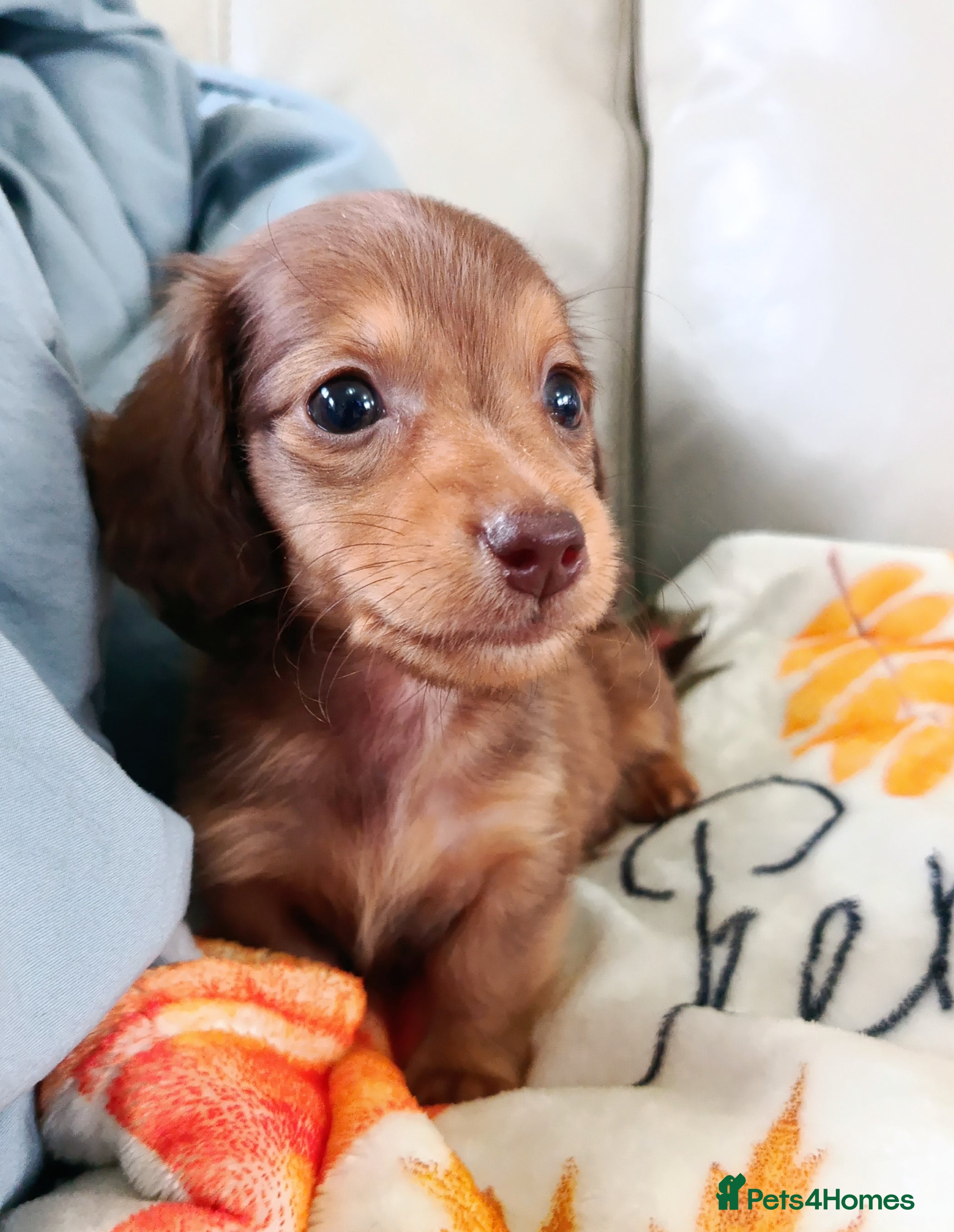 Miniature Dachshund dogs LONG HAIRED SHADED CREAM MINI KC REG PRA CLR - Advert 11