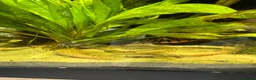 Plecos fish for sale: Albino bn plecs - Advert 5