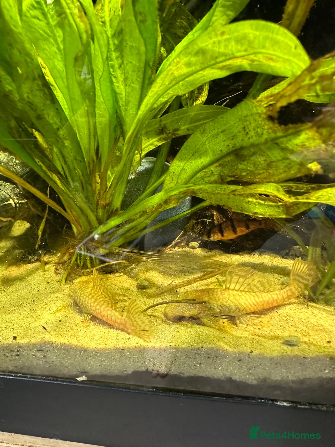 Plecos fish for sale: Albino bn plecs - Advert 5