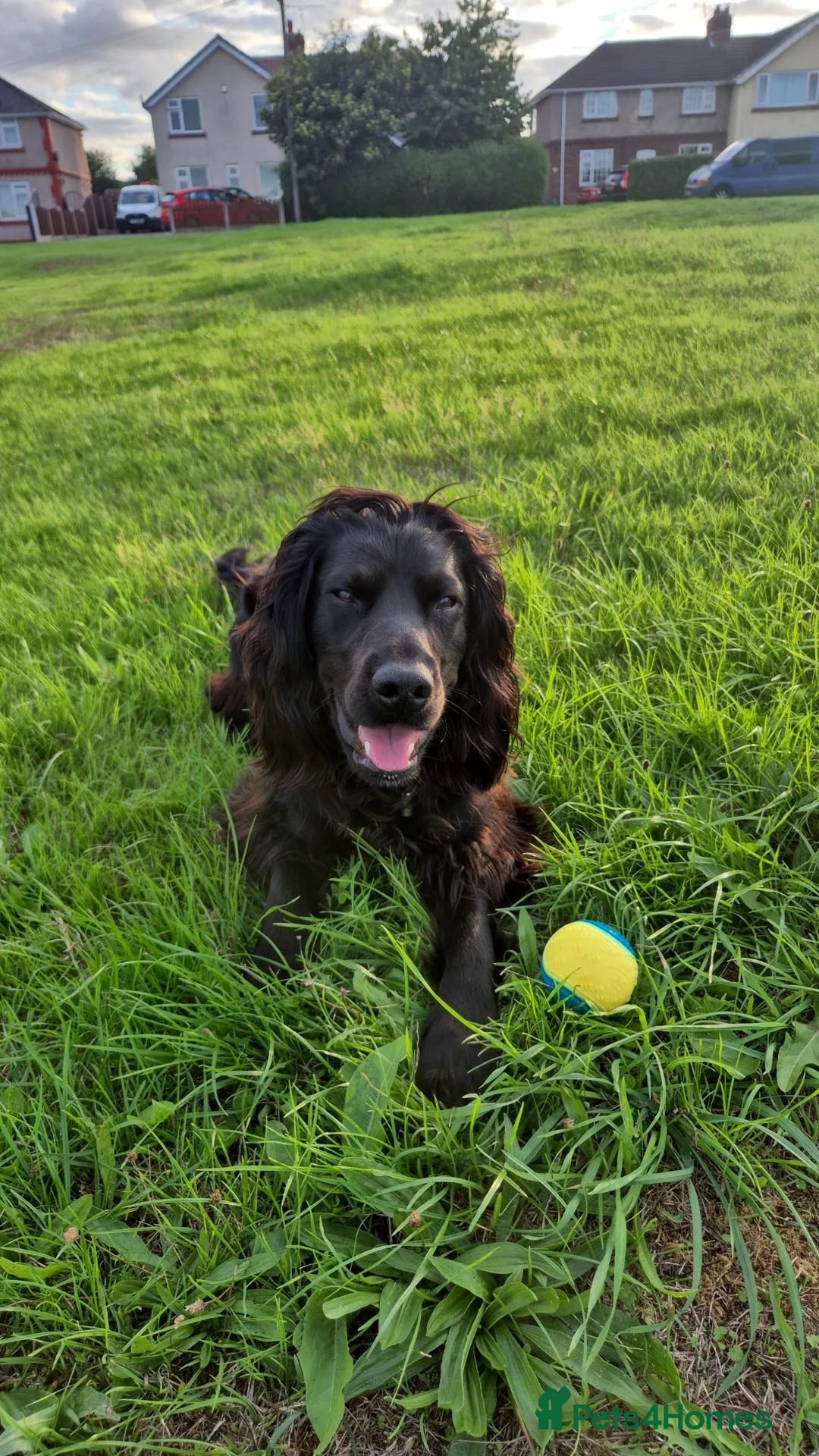 Cocker Spaniel dogs for stud: STUD COCKER SPANIEL  in Rotherham - Advert 2