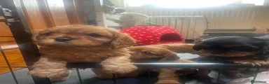 Cavalier King Charles Spaniel 2