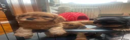 Cavalier King Charles Spaniel dogs for sale: Beautiful Cavalier King Charles Spaniel Puppies in Preston - Advert 9