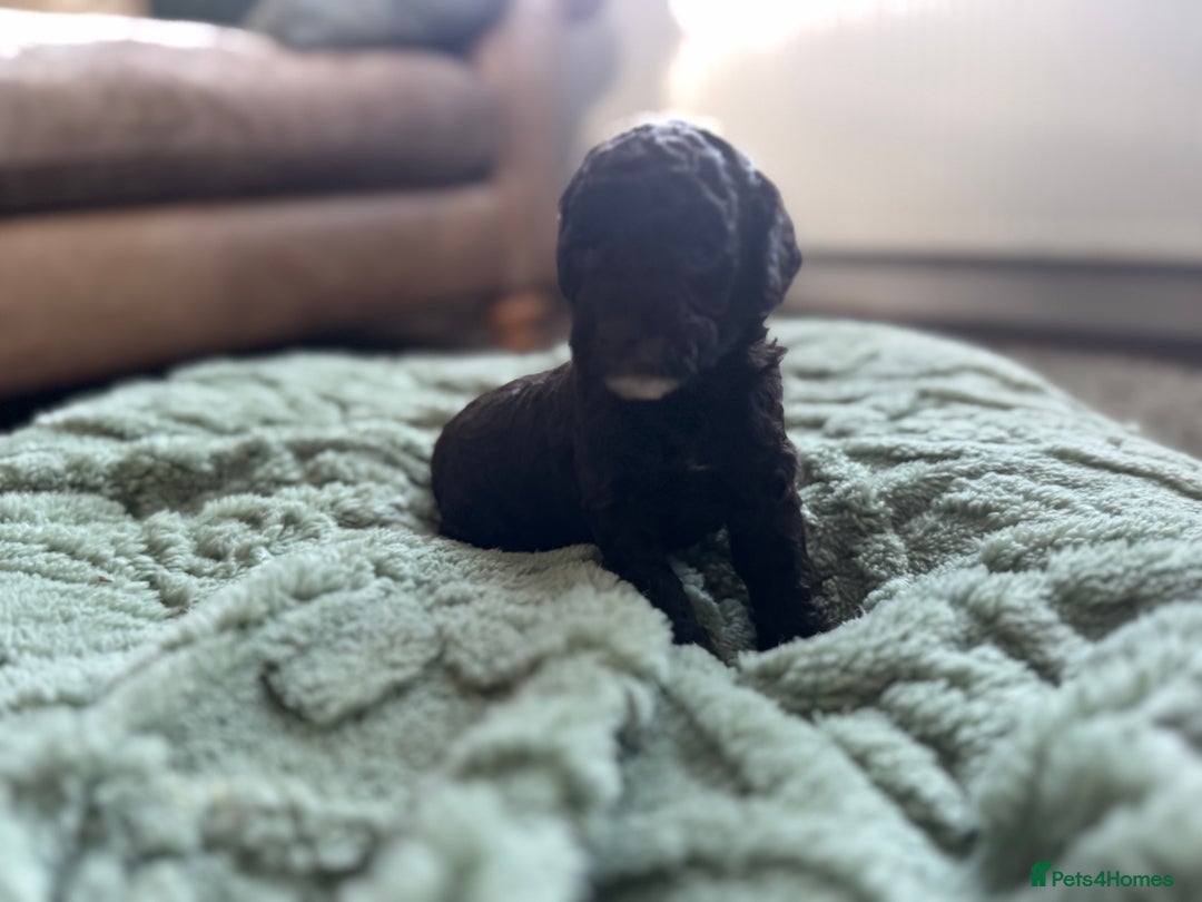 Cockapoo dogs for sale: Adorable chocolate cockapoos  - Image 14