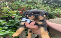 Rottweiler dogs for sale: Falconsnest blood line in Blackpool - Image 23