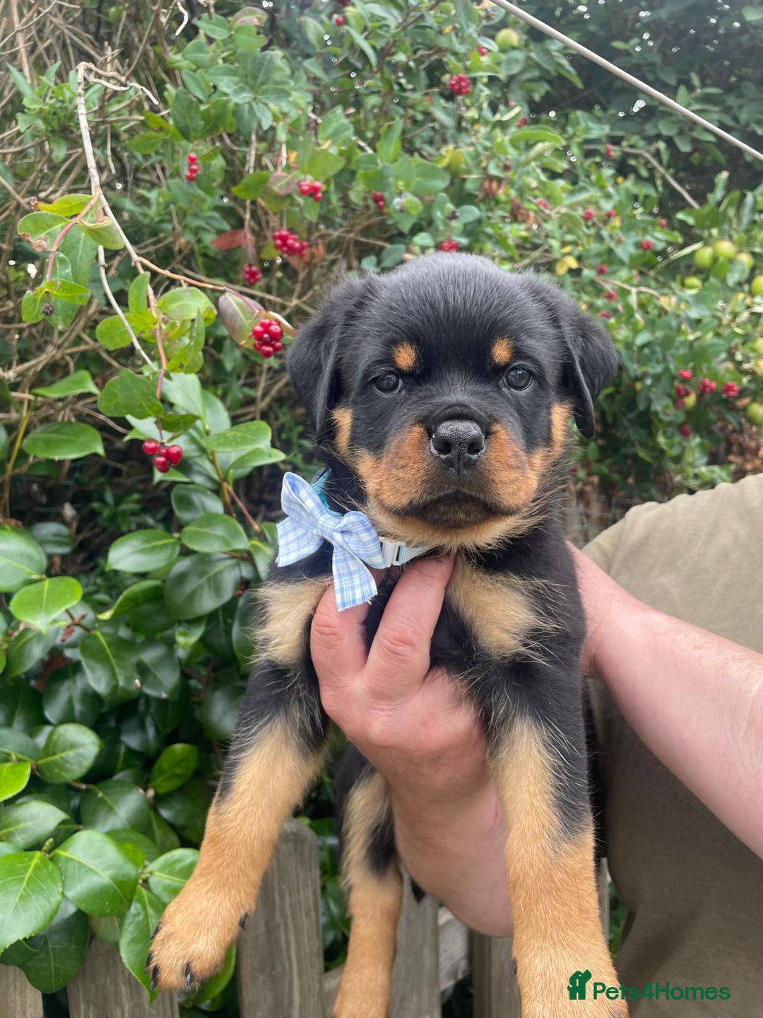 Rottweiler dogs for sale: Falconsnest blood line in Blackpool - Image 23