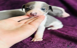 Whippet dogs for sale: All found homes-Beautiful Blue and White Parti BOY - Image 26