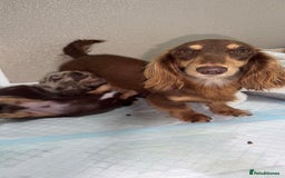 Miniature Dachshund dogs for sale: Miniature Long Haired Dachshund **Last Boy** in Saint Helens - Image 16