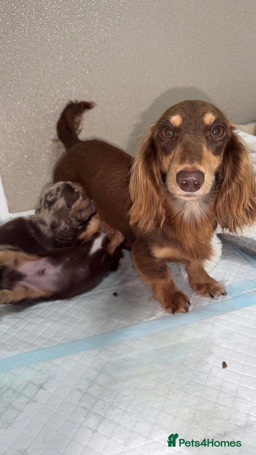 Miniature Dachshund dogs for sale: Miniature Long Haired Dachshund **Last Boy** in Saint Helens - Image 16
