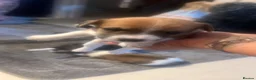 Jack Russell dogs for sale: Beautiful bob tail jack Russle puppies - Advert 9