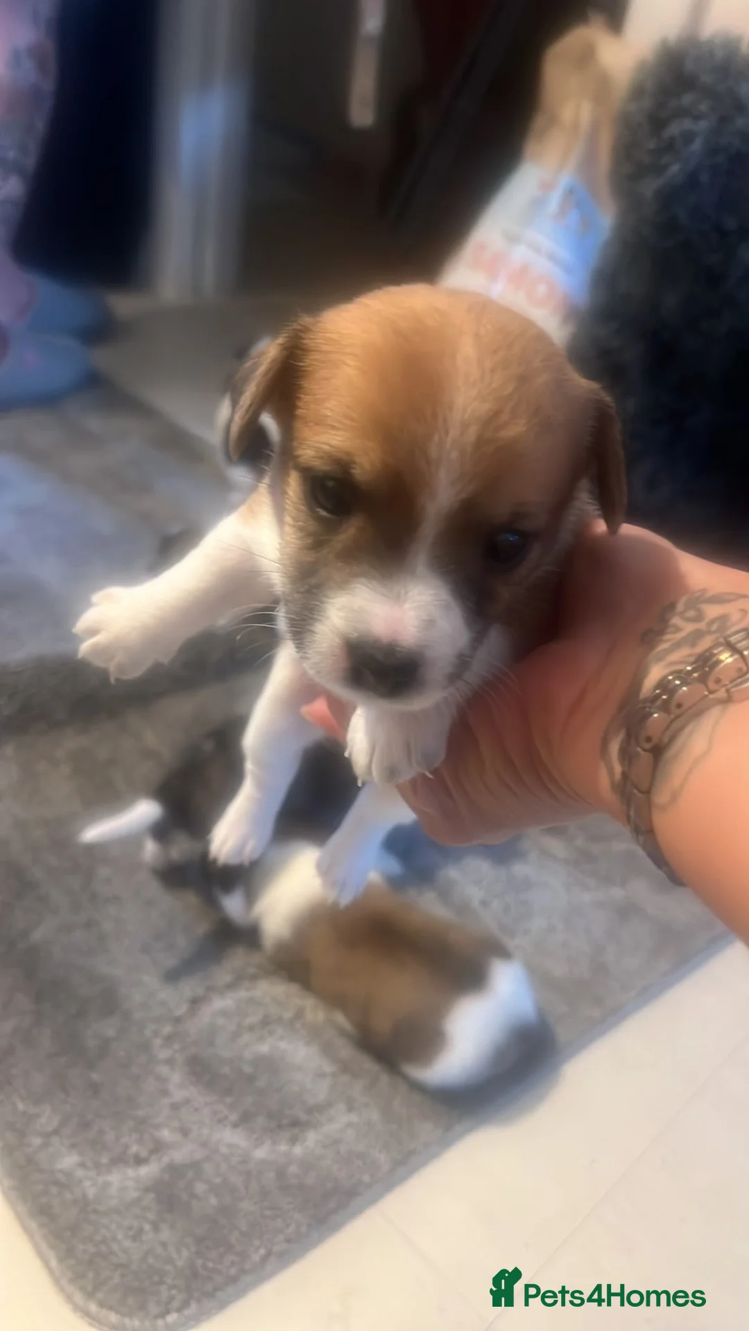 Jack Russell dogs for sale: Beautiful bob tail jack Russle puppies - Advert 9