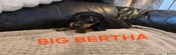 Miniature Dachshund dogs for sale: BEAUTIFUL MINIATURE DACHSHUND PUPPIES  - Advert 6