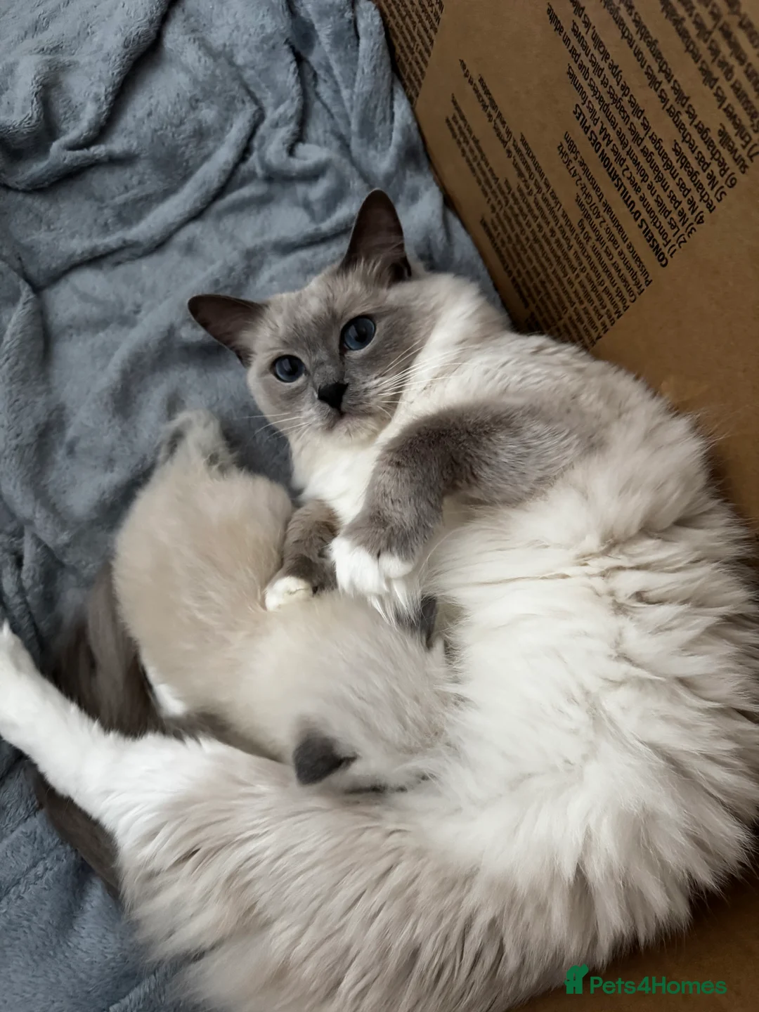 Ragdoll cats for sale: Ragdoll kitten for sale  - Advert 3