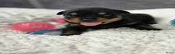 Rottweiler dogs for sale: Gorgeous Rottweiler Puppies  - Advert 25