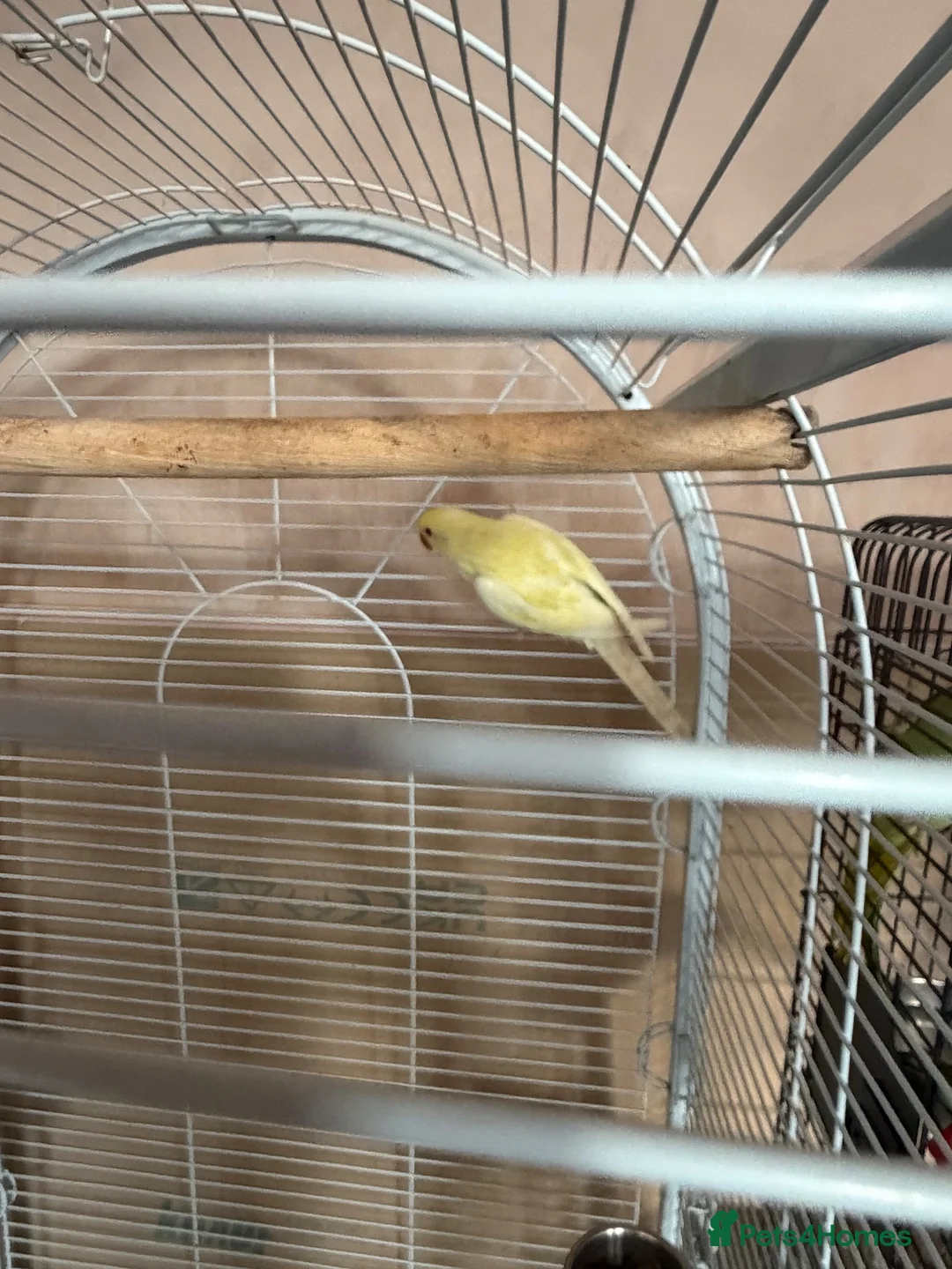 Ringnecks birds for sale: 2 ring neck parrots for sale  in Keighley - Advert 2