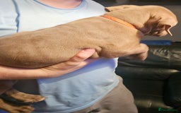 Mastiff dogs for sale: Mastiff Hybrids  - Image 28