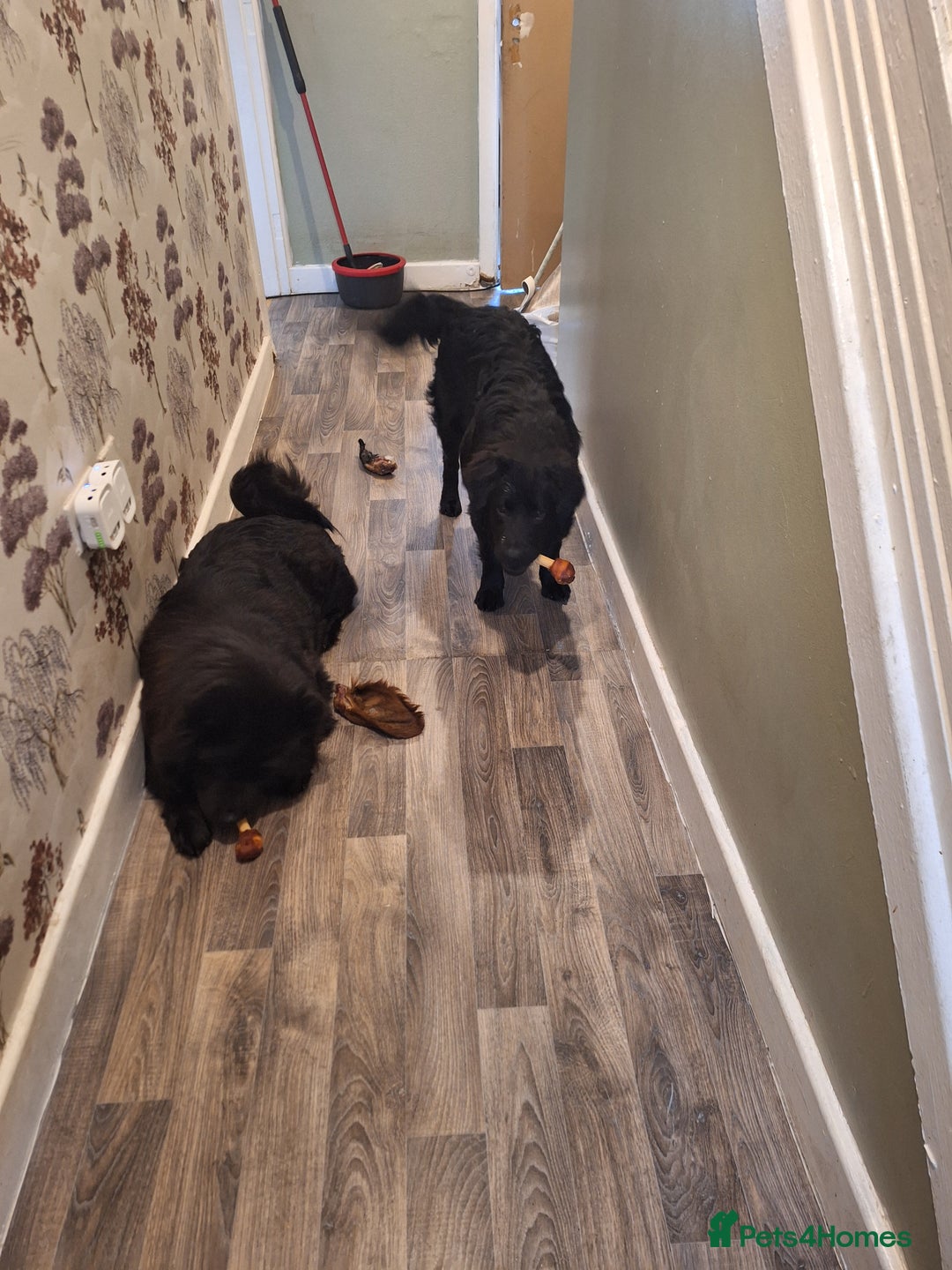 Mixed Breed dogs for sale: 2 6 month old pups for sale  - Image 2