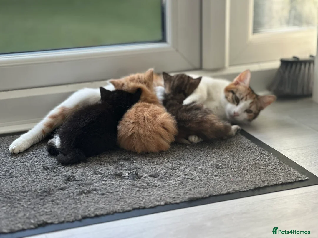 British Shorthair cats for sale: 2 boy British shorthairs  - Advert 1