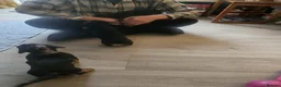 Jackshund dogs for sale: Jack russle x dachshund in Witney - Advert 4