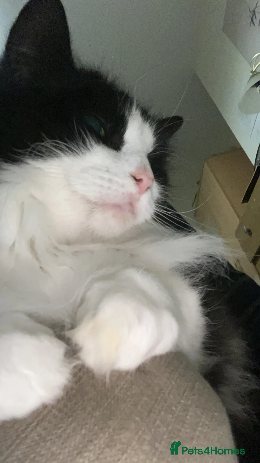 Mixed Breed cats for sale: 2 female cats - Advert 2