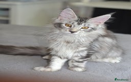 Maine Coon cats for sale: Tica Registered Maine Coon boy & girl *ready now* - Image 12