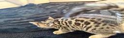 Bengal cats for sale: Beautiful x bengals ready to be rehomed - Advert 25