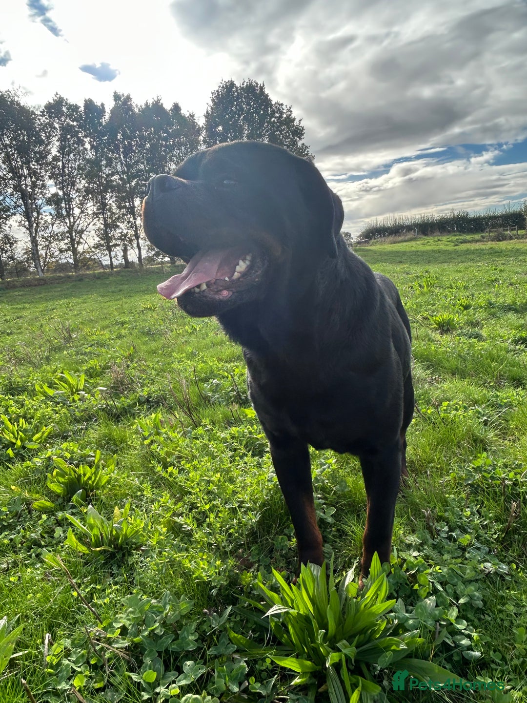 Rottweiler dogs for stud: KC registered STUD ONLY - Advert 2