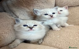 Siberian cats for sale: Siberian  in Southport - Image 10